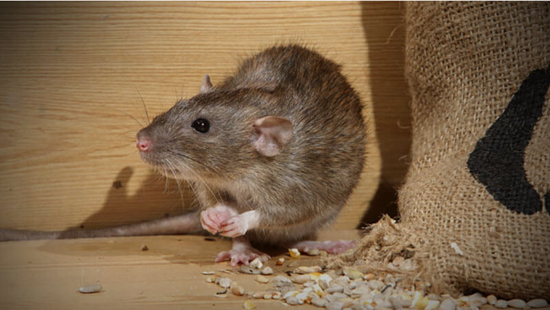 Sidney Rodent Control