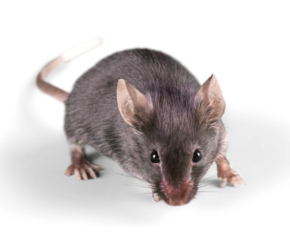 house rodent in sidney