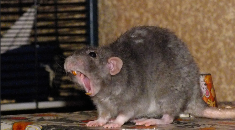 Rodent baiting treatment in sidney
